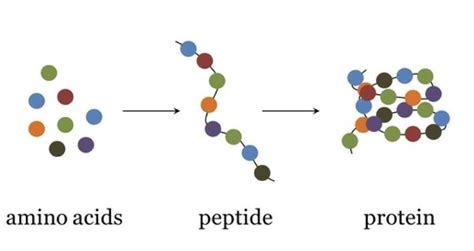 Peptides Molecular Weight Guide for Lab Sourcing Purity Specifications and Manufacturing Certification