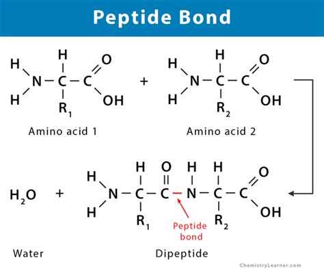 Peptides Journal Guide for B2B Sourcing Purity Specifications and Manufacturing Certifications