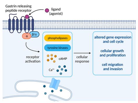 C Peptides High Purity Specifications for Cosmetic Formulation Sourcing and Manufacturing Certification