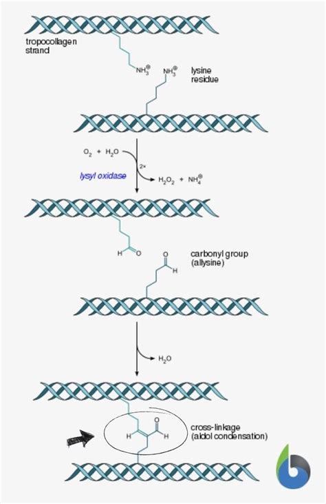 Yu Collagen Peptides Purity Specifications and Manufacturing Sourcing Guide for Formulators