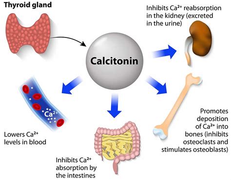 Peptide Klow80 Technical Deep Dive Purity Specifications Manufacturing Sourcing and Certification Guide