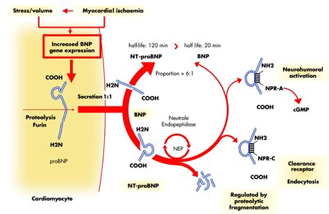 Do Peptides Really Work A Technical Deep Dive on Purity, Manufacturing, and Sourcing Specifications