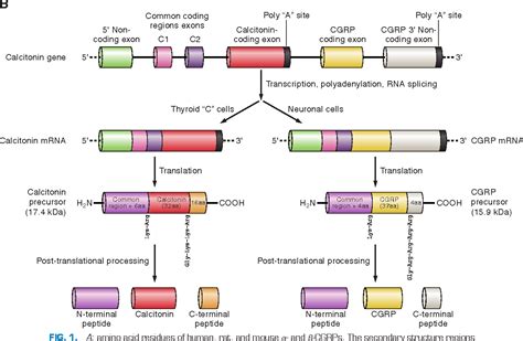 Peptide America Sourcing Guide Purity Specifications Certifications and Manufacturing for Labs