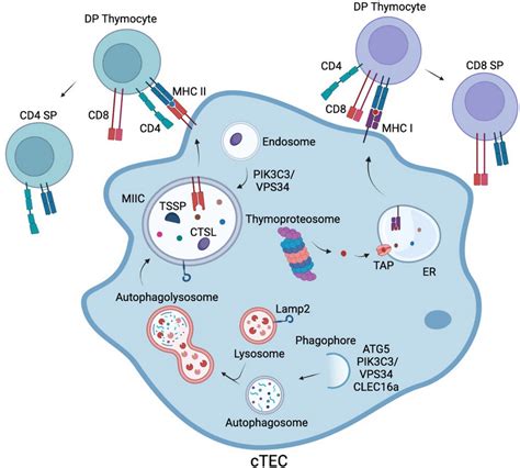 Peptide Regulation News Technical Deep Dive on Purity Specifications and Manufacturing Certification for B2B Sourcing