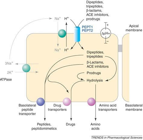 Que Significa Peptides: Technical Guide to Purity, Specifications, and Manufacturing Standards