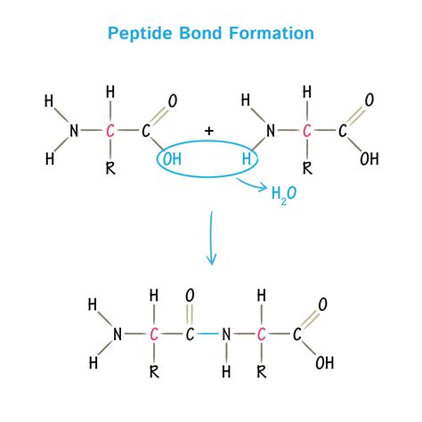 The Ultimate Guide to High-Purity Peptide Sourcing and Manufacturing in the United States