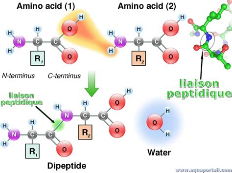 The Complete Guide to Sourcing High Purity Korean Peptides for Cosmetic Formulation