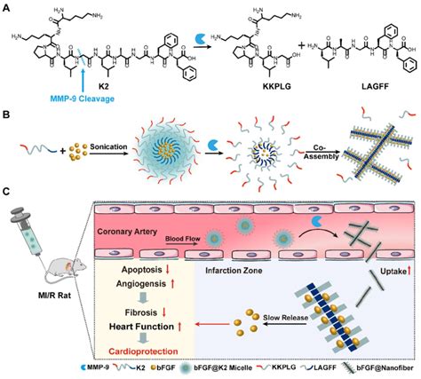 Optimizing Peptides Metabolism for Lab Formulations: Purity, Sourcing & Manufacturing Guide